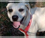 Small #16 Labrador Retriever Mix