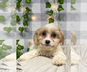 Cavachon Puppy for sale in MARIETTA, GA, USA
