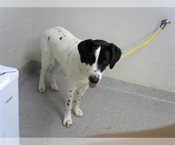 Medium Photo #1 Pointer-Unknown Mix Puppy For Sale in Pasadena, TX, USA