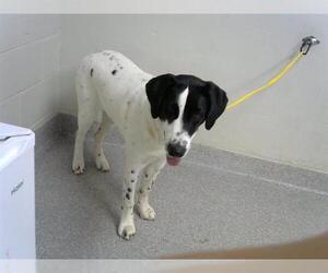 Pointer-Unknown Mix Dogs for adoption in Pasadena, TX, USA