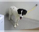 Small Pointer Mix