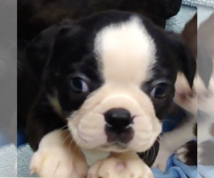 Boston Terrier Puppy for sale in CRKD RVR RNCH, OR, USA