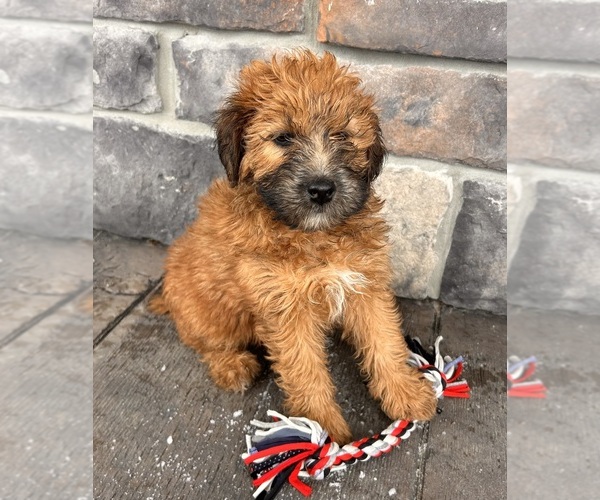 Medium Photo #5 Whoodle (Miniature) Puppy For Sale in MIDDLEBURY, IN, USA