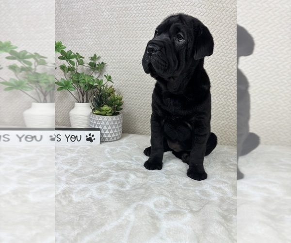 Medium Photo #6 Cocker-Pei Puppy For Sale in INDIANAPOLIS, IN, USA