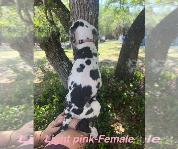 Medium Photo #30 Great Dane Puppy For Sale in FORT DENAUD, FL, USA