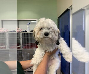 Shih Tzu-Unknown Mix Dogs for adoption in Grand Prairie, TX, USA