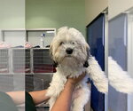 MANNY - Male Shih Tzu-Unknown Mix Dog for Adoption - Small photo