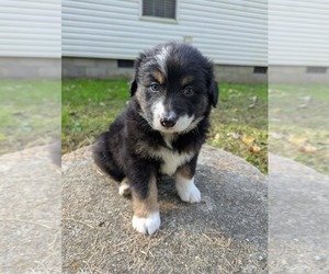 Australian Shepherd Puppy for sale in WEST UNION, OH, USA