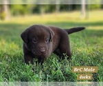 Small Photo #33 Labrador Retriever Puppy For Sale in EDGEWOOD, TX, USA