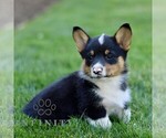 Small #3 Pembroke Welsh Corgi