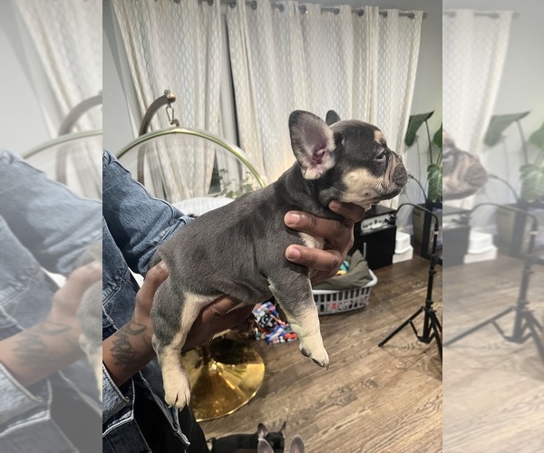 Medium Photo #5 French Bulldog Puppy For Sale in UPPER MARLBORO, MD, USA