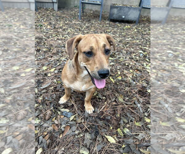 Medium Photo #8 Mountain Cur-Unknown Mix Puppy For Sale in Boston, MA, USA