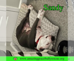 Small Photo #11 American Pit Bull Terrier-Unknown Mix Puppy For Sale in Pensacola, FL, USA