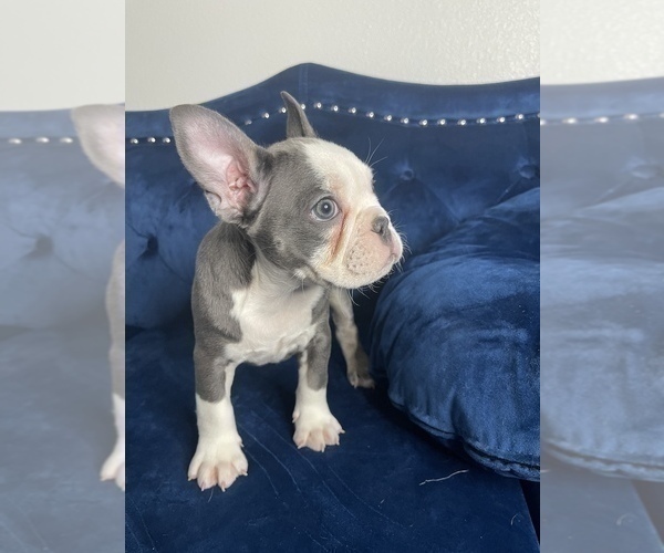 Medium Photo #15 French Bulldog Puppy For Sale in SAN ANTONIO, TX, USA