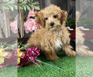 Poodle (Miniature) Puppy for sale in CANOGA, NY, USA