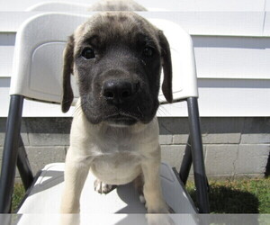 Mastiff Puppy for sale in HUDSON, MI, USA