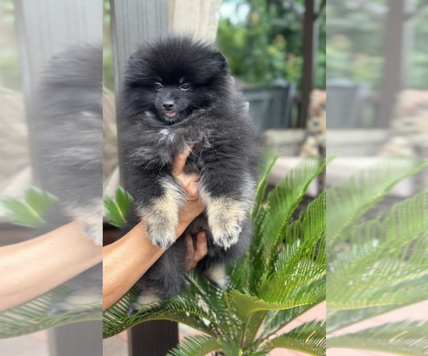 Medium Photo #4 Pomeranian Puppy For Sale in GLEN BURNIE, MD, USA