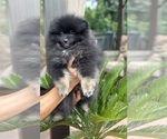 Small #3 Pomeranian