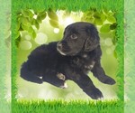Small #1 Golden Mountain Dog