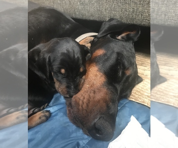Medium Photo #28 Doberman Pinscher Puppy For Sale in SCAPPOOSE, OR, USA