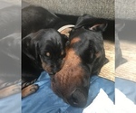 Small Photo #28 Doberman Pinscher Puppy For Sale in SCAPPOOSE, OR, USA