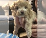 Small Photo #2 Poochon Puppy For Sale in HOUSTON, TX, USA