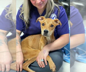 Mutt Dogs for adoption in Conroe, TX, USA