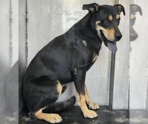 Rottweiler-Unknown Mix Dogs for adoption in San Antonio, TX, USA