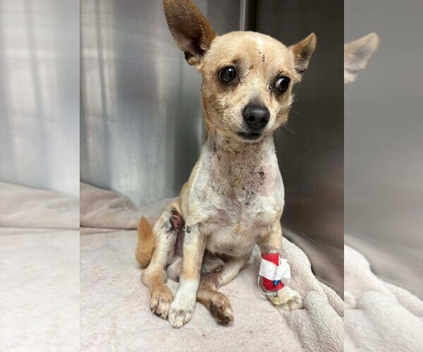 Medium Photo #11 Chihuahua Puppy For Sale in New York, NY, USA