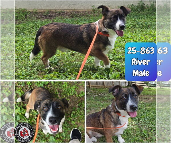 Medium Photo #1 Pembroke Welsh Corgi-Unknown Mix Puppy For Sale in Georgetown, KY, USA