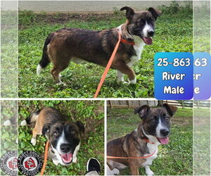 Pembroke Welsh Corgi-Unknown Mix Dogs for adoption in Georgetown, KY, USA
