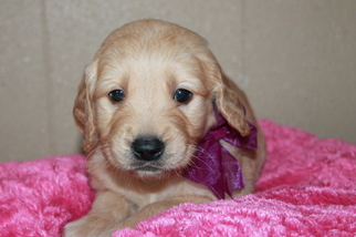 Golden Retriever Puppy for sale in EVANS, WA, USA