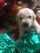 Small Photo #4 Labrador Retriever Puppy For Sale in LINCOLN, TX, USA