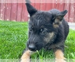 Small Photo #9 German Shepherd Dog Puppy For Sale in JURUPA VALLEY, CA, USA