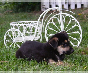 German Shepherd Dog Dogs for adoption in Holly Hill, SC, USA