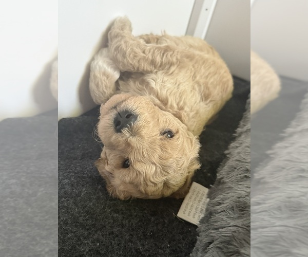 Medium Photo #11 Goldendoodle (Miniature) Puppy For Sale in NEWPORT, MN, USA