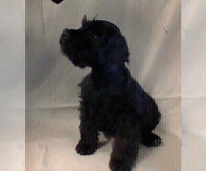 Schnauzer (Miniature) Puppy for sale in COLONIAL HEIGHTS, TN, USA