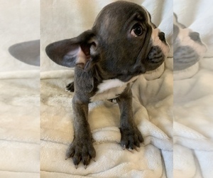 French Bulldog Puppy for sale in JOHNS ISLAND, SC, USA