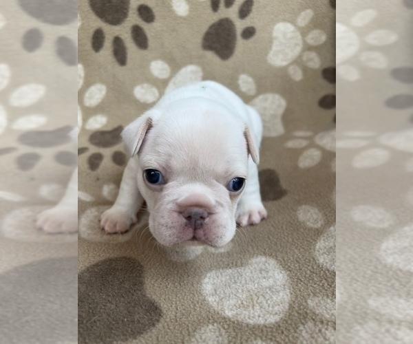 Medium Photo #9 French Bulldog Puppy For Sale in MONROE, GA, USA