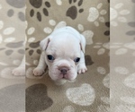 Small Photo #9 French Bulldog Puppy For Sale in MONROE, GA, USA