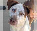 Small Catahoula Leopard Dog Mix