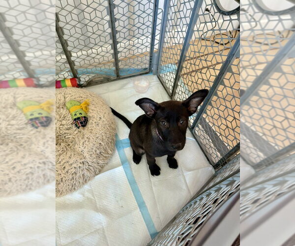 Medium Photo #4 German Shepherd Dog Puppy For Sale in West Sacramento, CA, USA