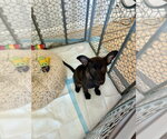 Small #3 German Shepherd Dog