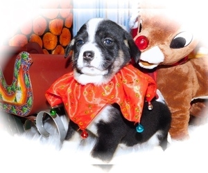 Australian Cattle Dog-Border-Aussie Mix Puppy for sale in HAMMOND, IN, USA