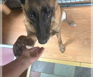 Ritz - Located in New Hampshire - Female Mutt Dog for Adoption - Photo #4