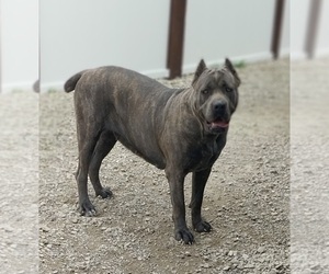 Mother of the Cane Corso puppies born on 07/01/2025