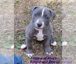Small #4 American Pit Bull Terrier