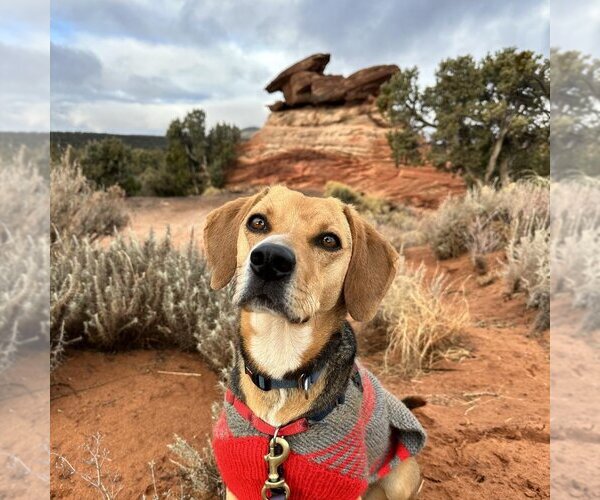 Medium Photo #139 Beagle-Unknown Mix Puppy For Sale in Kanab, UT, USA
