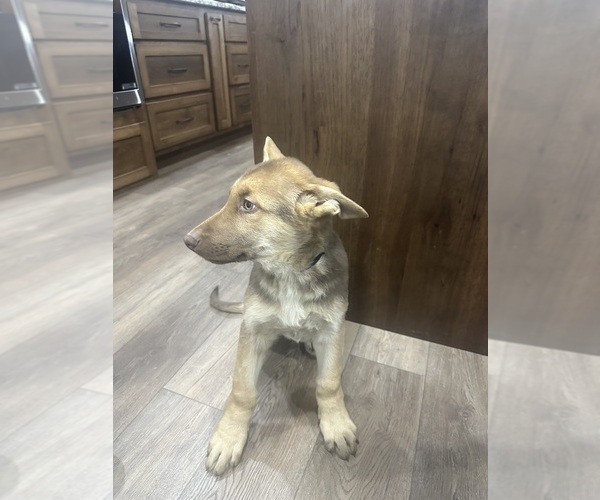 Medium Photo #9 German Shepherd Dog Puppy For Sale in OSAGE CITY, KS, USA