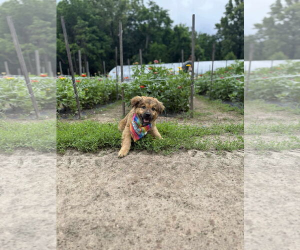 Medium Photo #5 German Shepherd Dog-Great Pyrenees Mix Puppy For Sale in Columbus, IN, USA